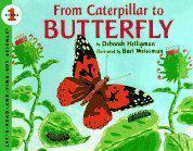 From Caterpillar to Butterfly