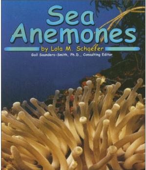 Sea Anemones (Ocean Life)