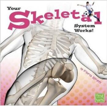 Your Skeletal System Works!