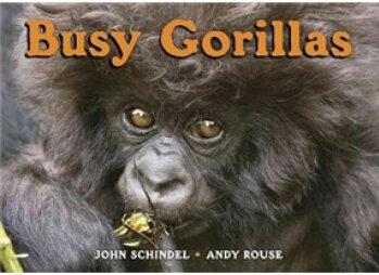 Busy Gorillas