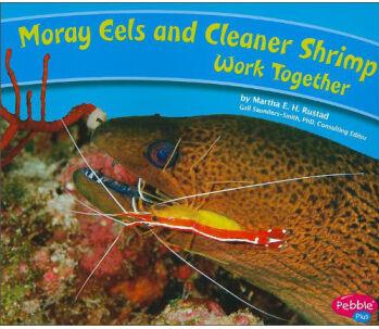 Moray Eels and Cleaner Shrimp Work Together (Animals Working Together)