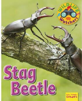 Stag Beetle