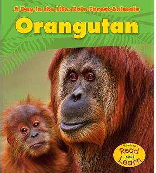 Orangutan