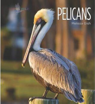 Pelicans