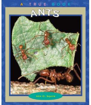 Ants