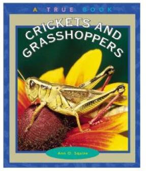 Crickets and Grasshoppers