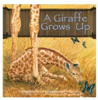 A Giraffe Grows Up