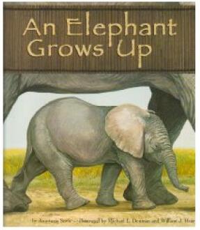 An Elephant Grows Up