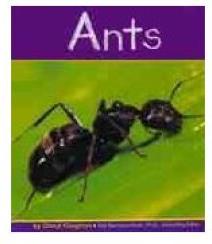 Ants