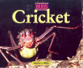 Cricket