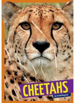 Cheetahs