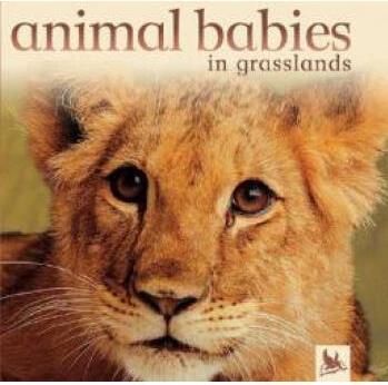 Animal Babies in Grasslands