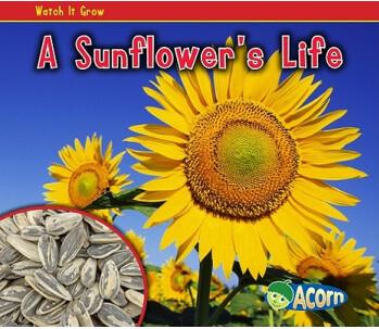 A Sunflower's Life