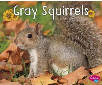 Gray Squirrels