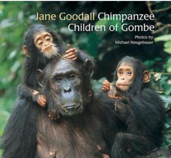 Chimpanzee Children of Gombe