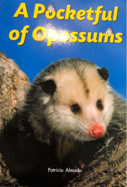 A pocketful of opossums