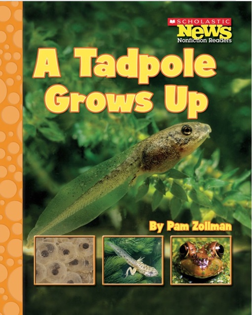 Scholastic News Nonfiction Readers: A tadpole grows up