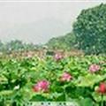 涵涵媽媽親子閱讀