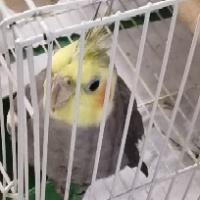 麥兜??330