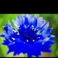 Cornflowers