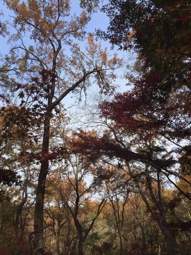 霜葉紅于二月花
