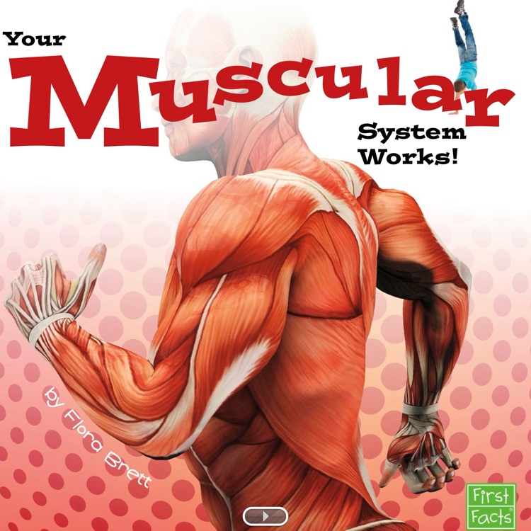 Your Muscular System Works!