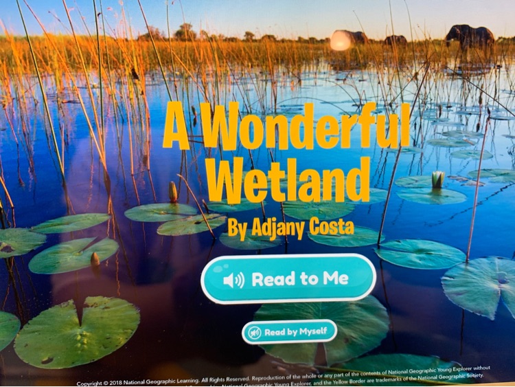 Wonderful Wetland