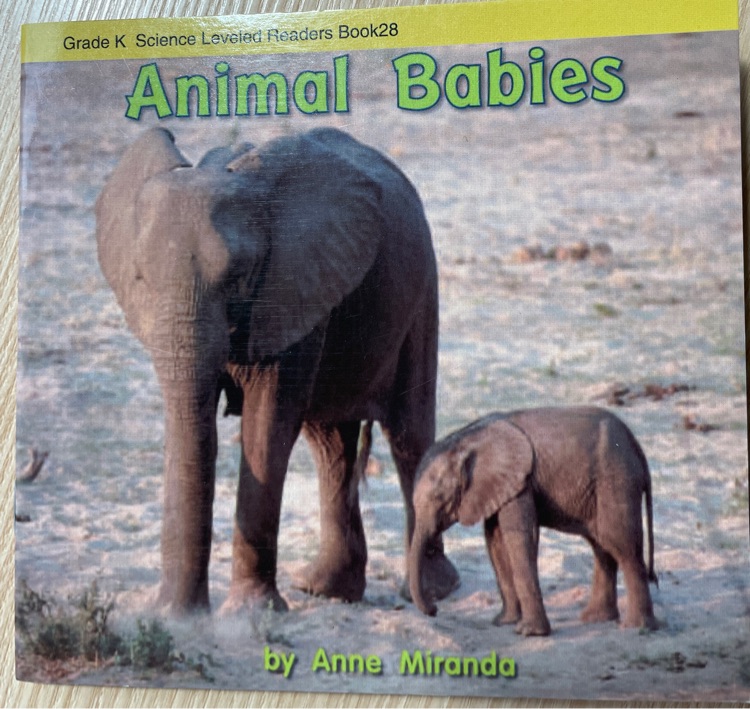 animal babies