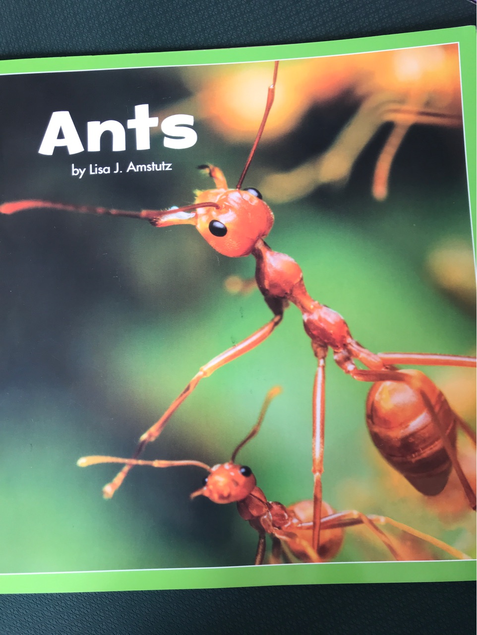 Ants