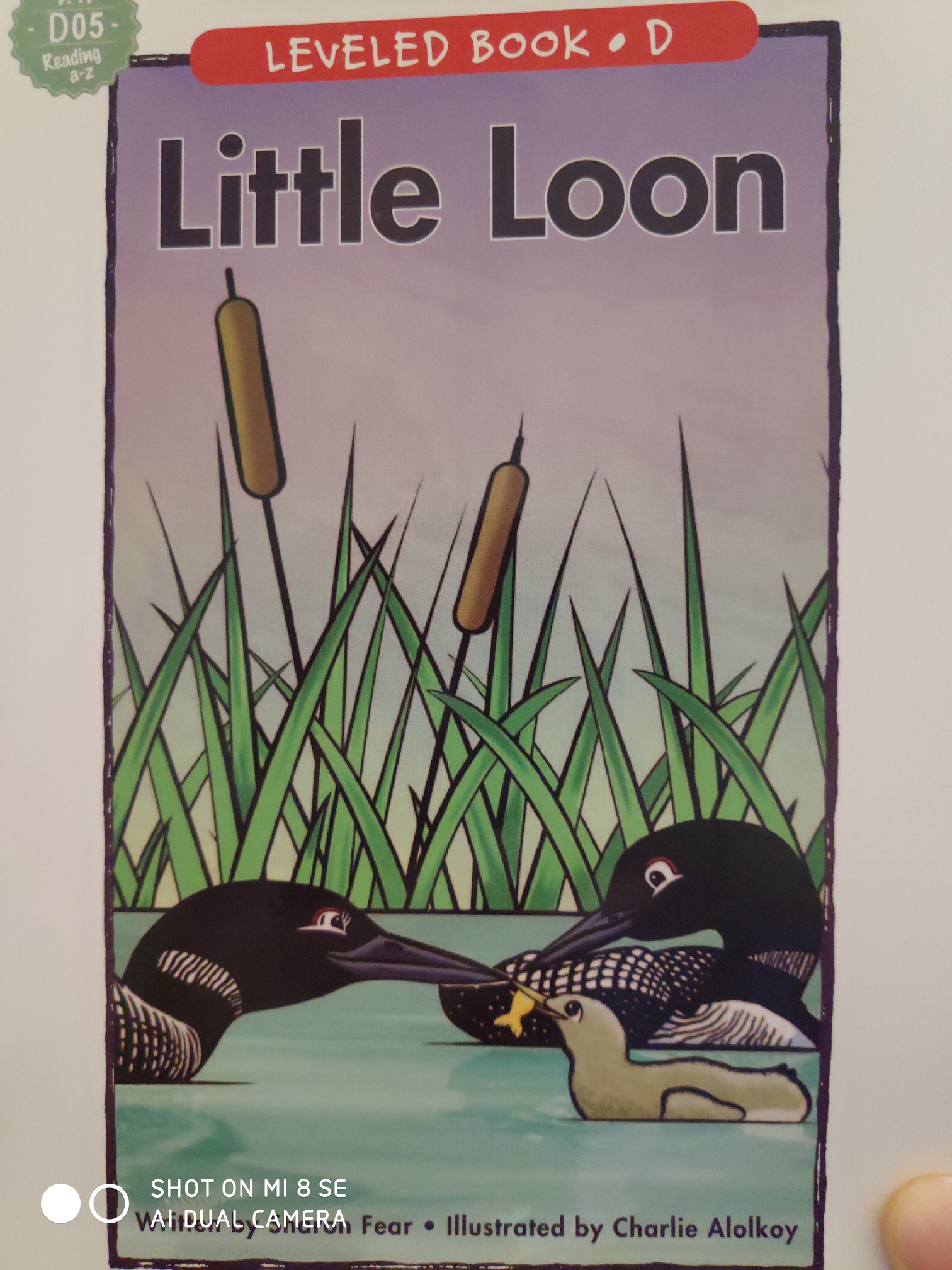 little loon