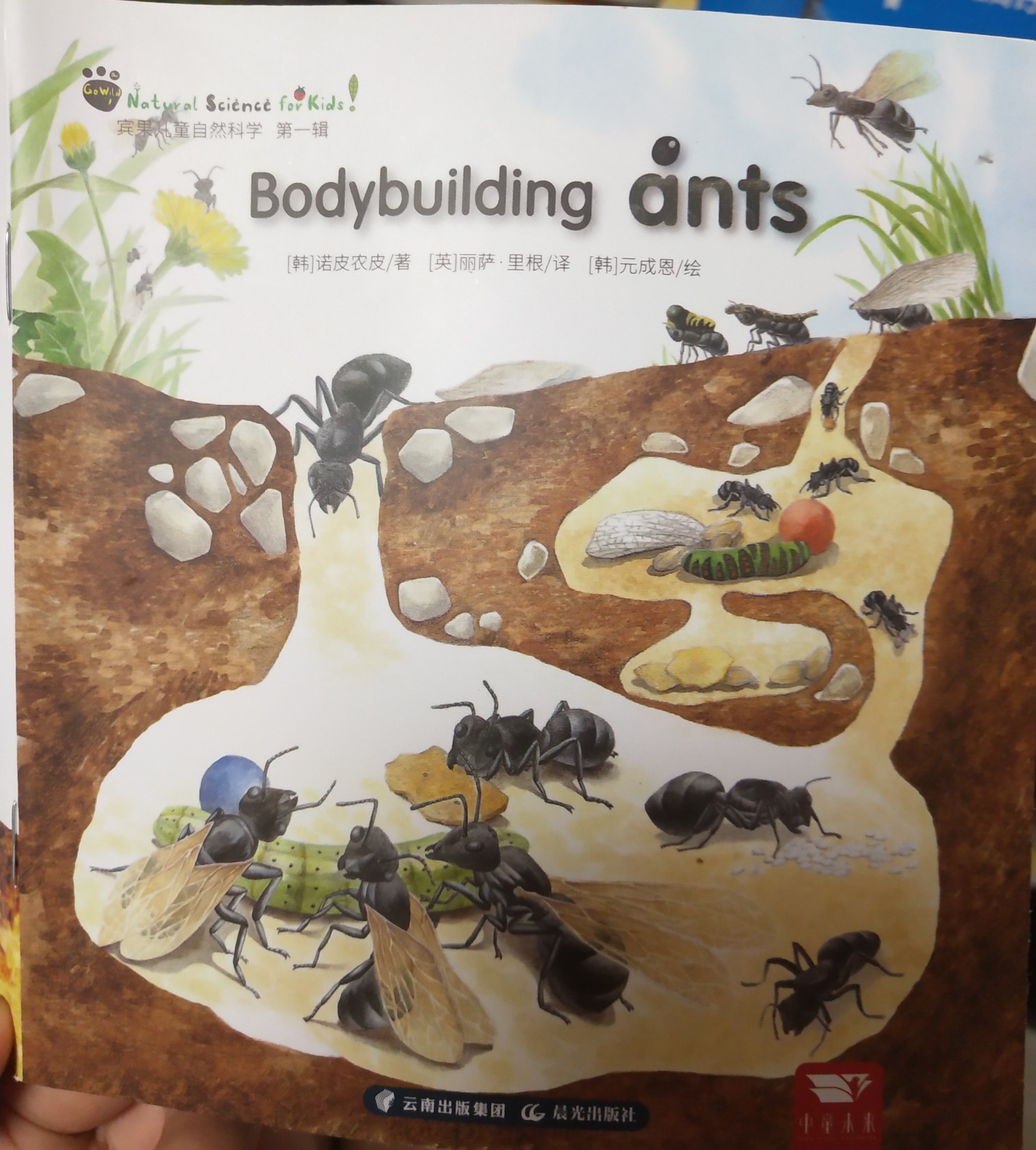 12 Bodybuilding ants