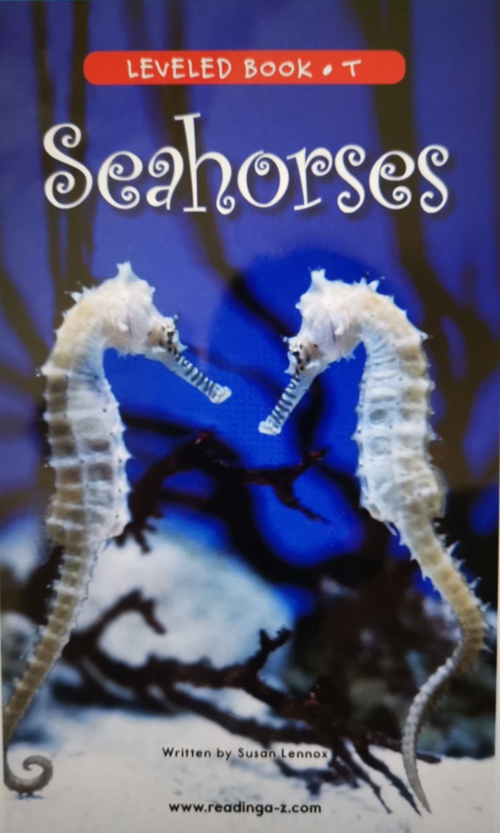 RAZ T ~ Seahorses