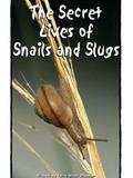 The Secret Lives of Snails and Slugs(RAZ N)