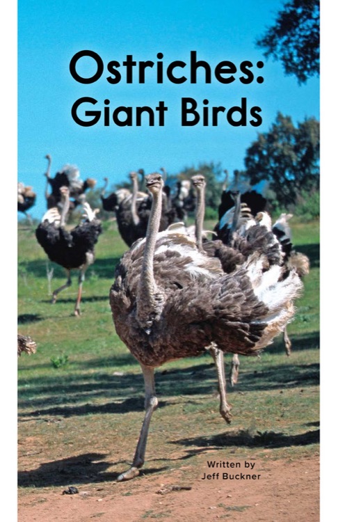 Ostriches: Giant Birds (RAZ X)