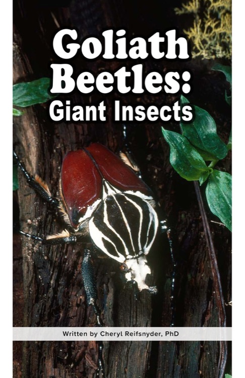 Goliath Beetles: Giant Insects (RAZ Y)