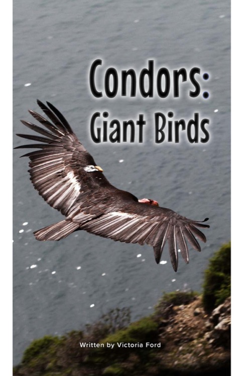 Condors: Giant Birds (RAZ Y)