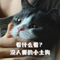 飛行小狗