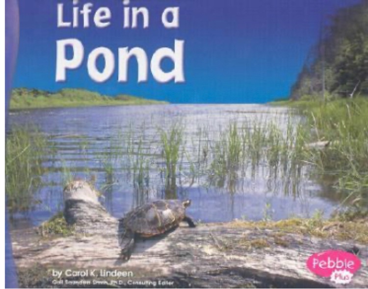 Life in a Pond