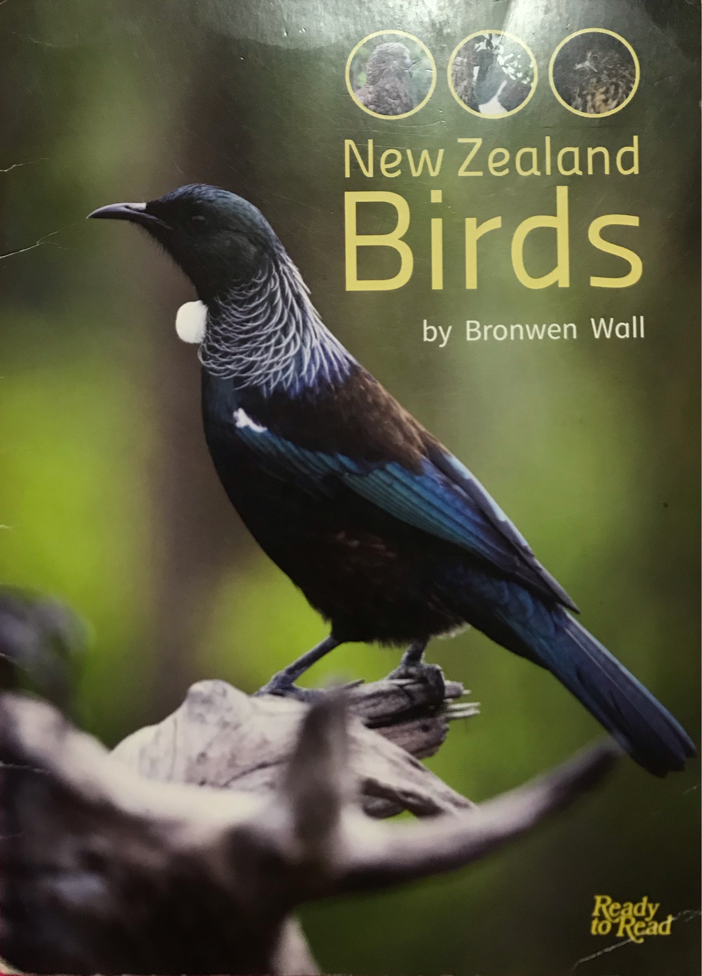 New Zealand Birds