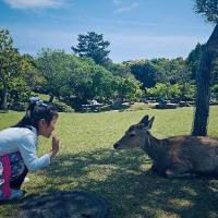 諾寶2018