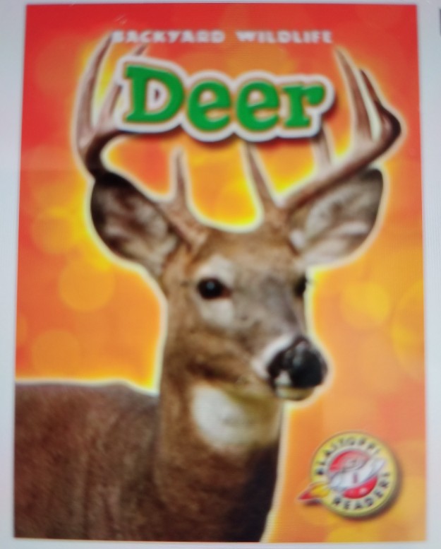 Deer