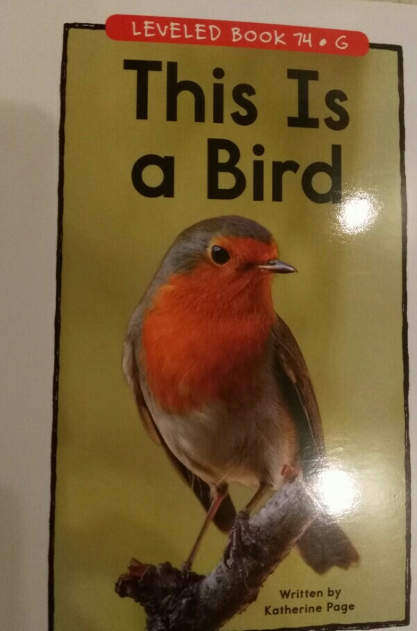 this is abird