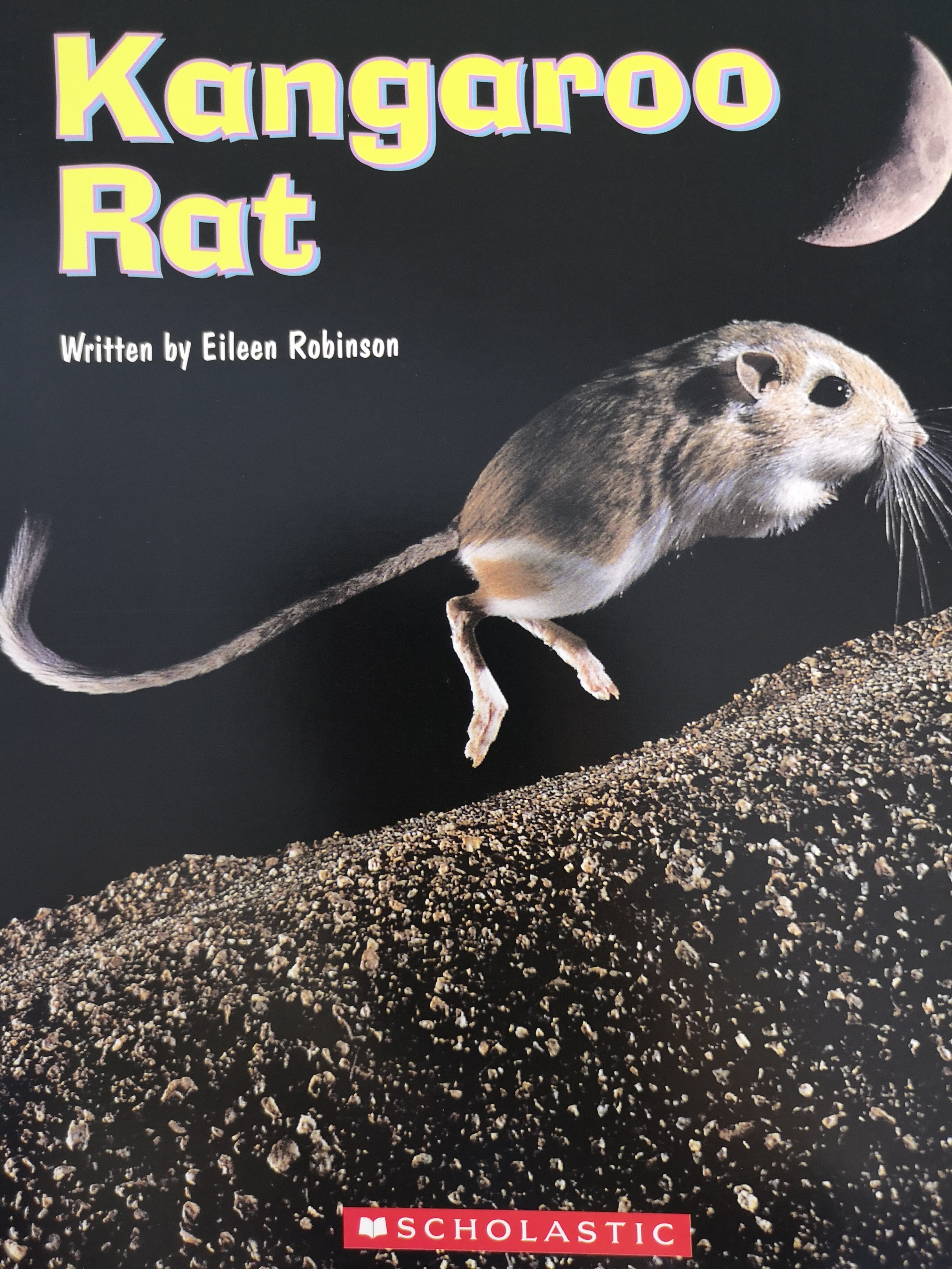 Kangaroo Rat