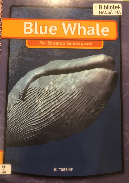 blue whale