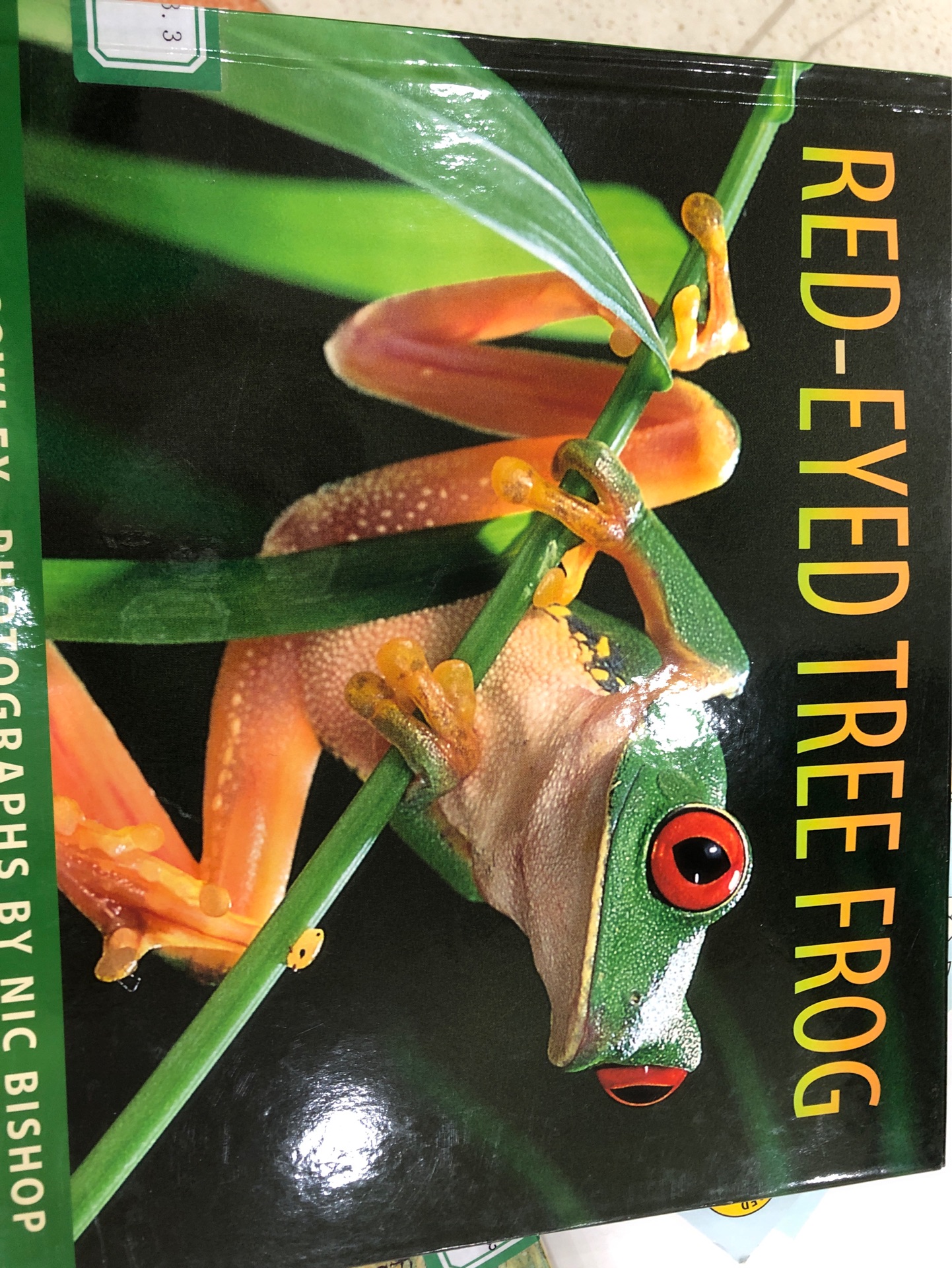 red-eyed tree frog