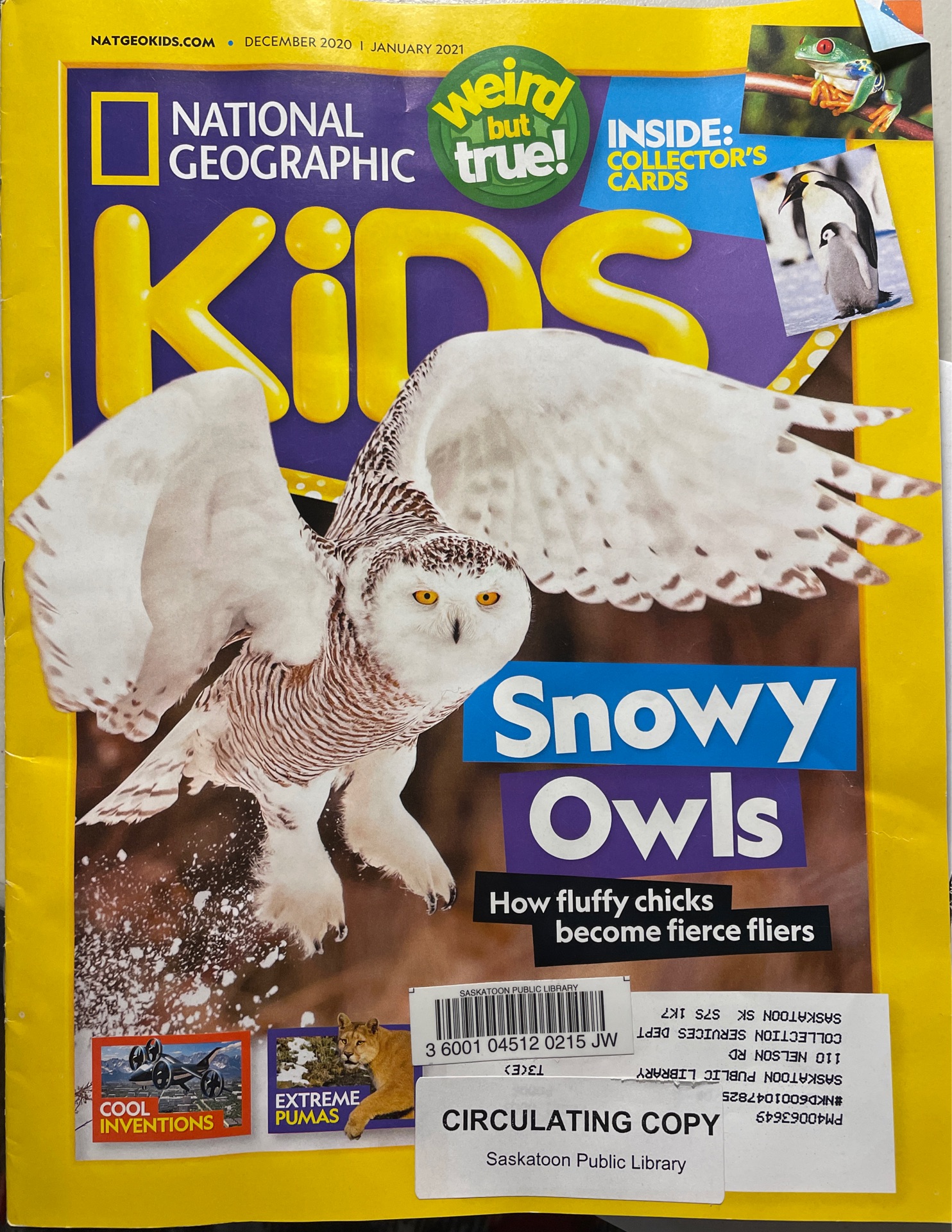 National geographic snowy owl Dec 2020