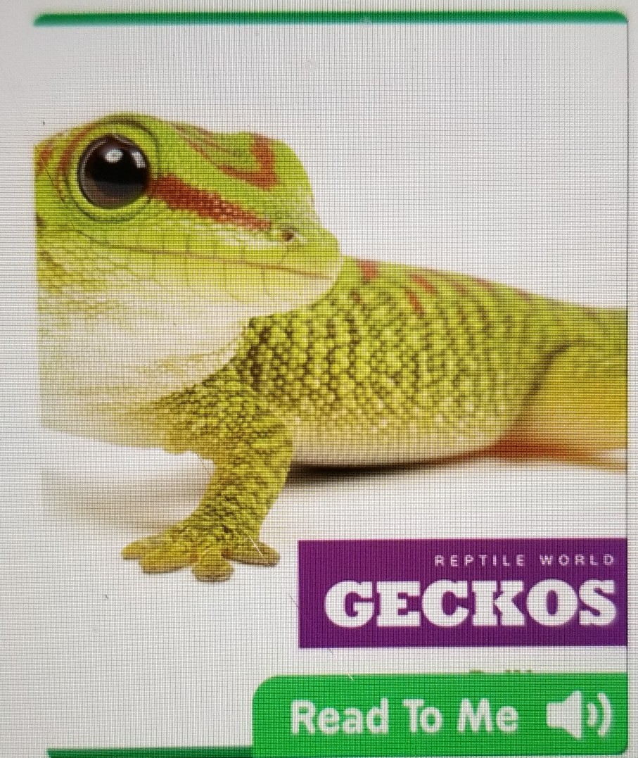 Geckos