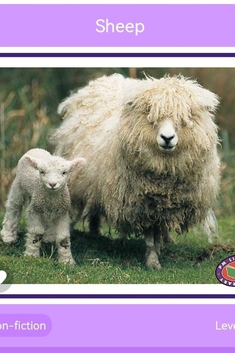 Sheep PM Non Fiction Animal Facts Level 20&21 Farm Animals Purple