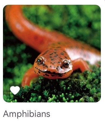 Amphibians