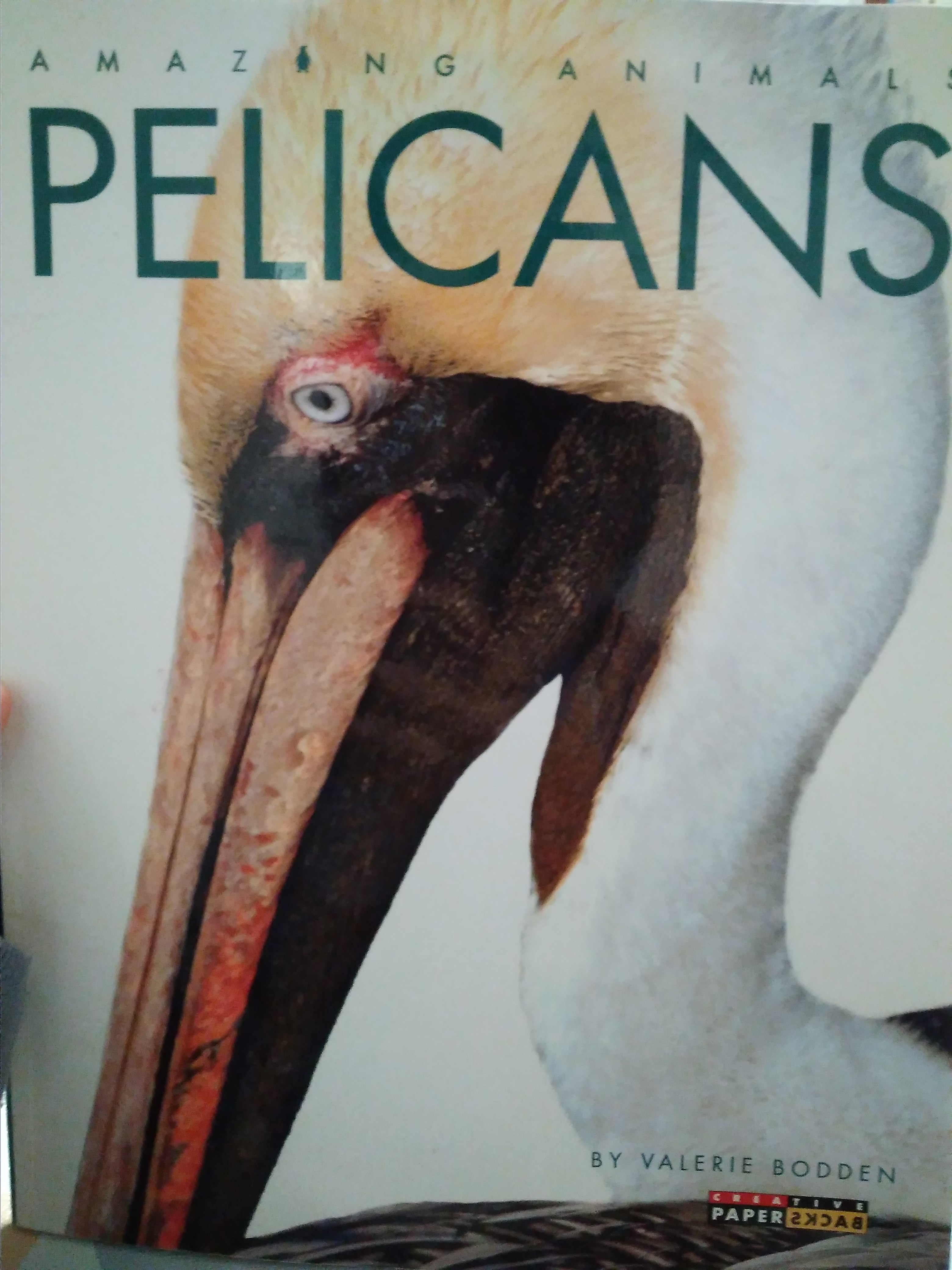 Pelicans